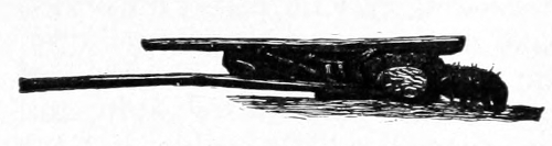 Case and worm