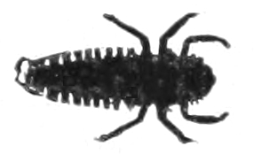 Ladybird larva