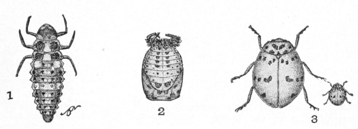 Stages of a ladybird