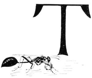 T