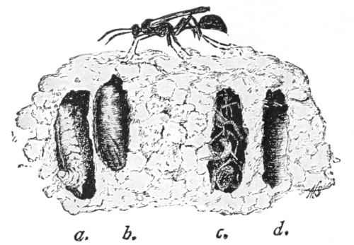 Mud-dauber nests
