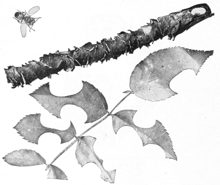 Leaf-cutter bee