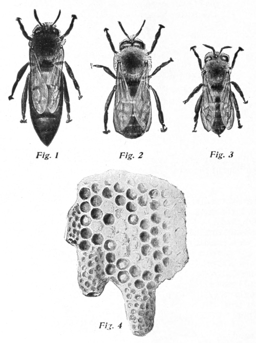 Bees