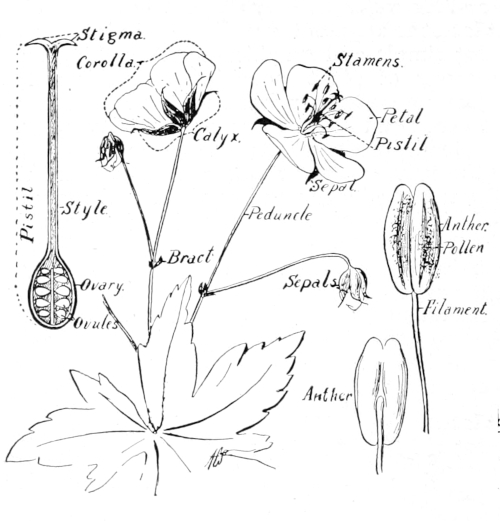 Flower parts