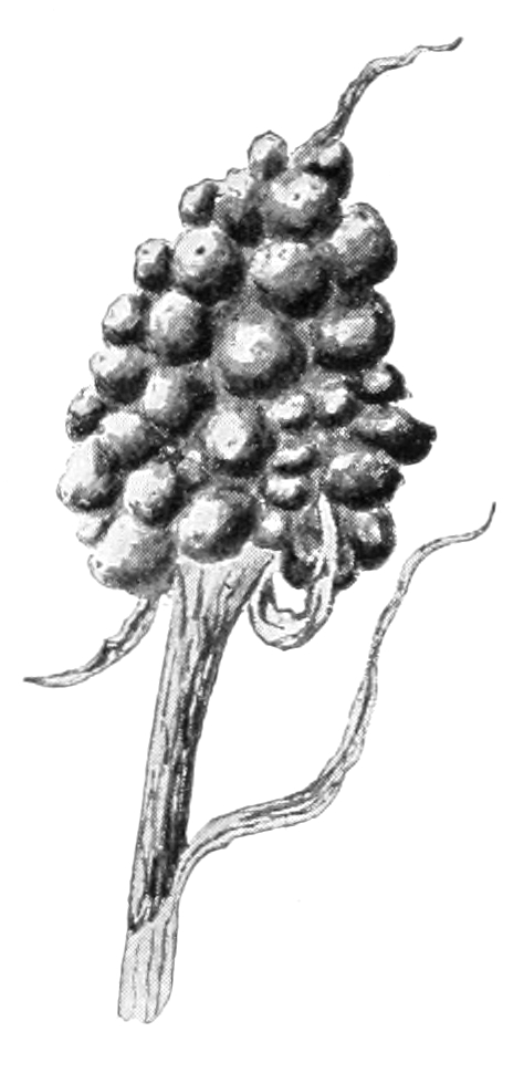 Berries