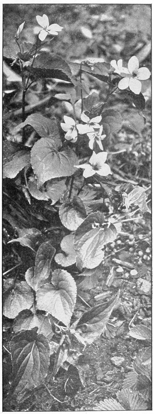 White violet