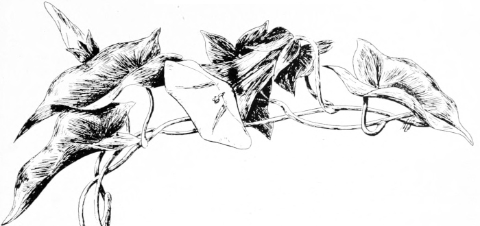 Hedge bindweed