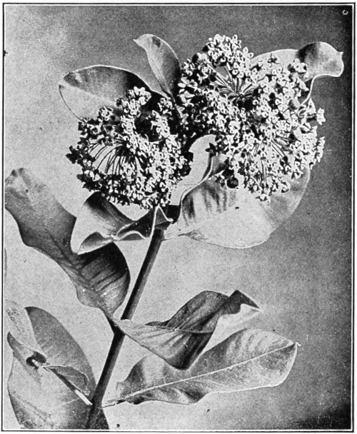 Milkweed in bloom