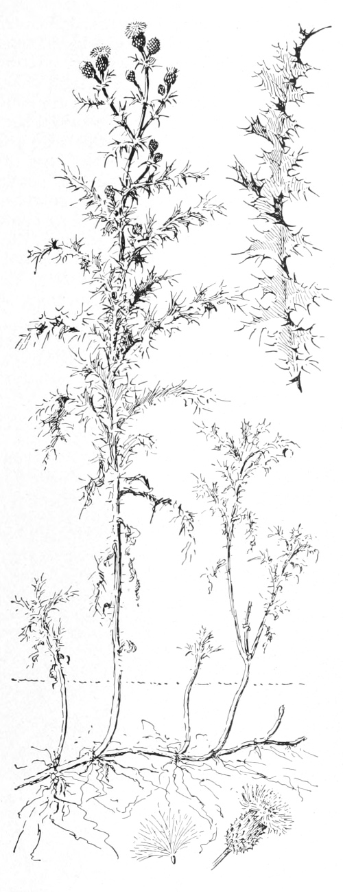 Canada thistle