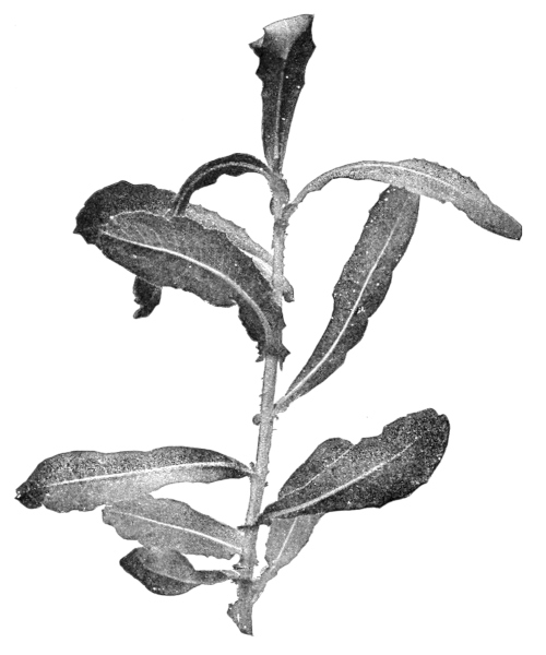 Compass plant