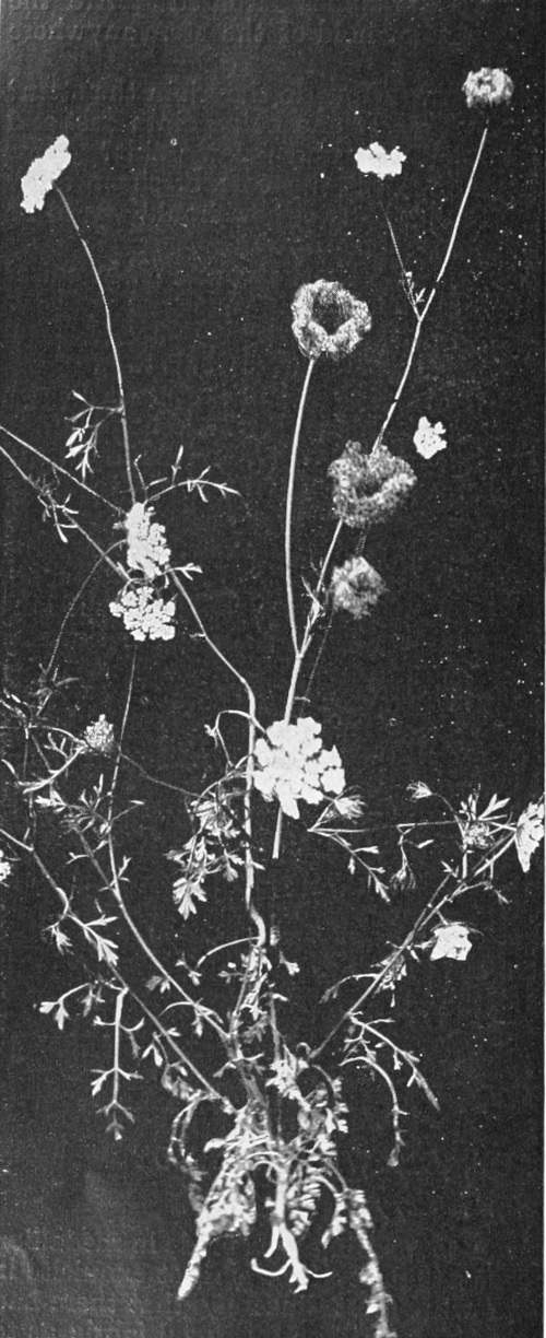 Queen Anne's lace