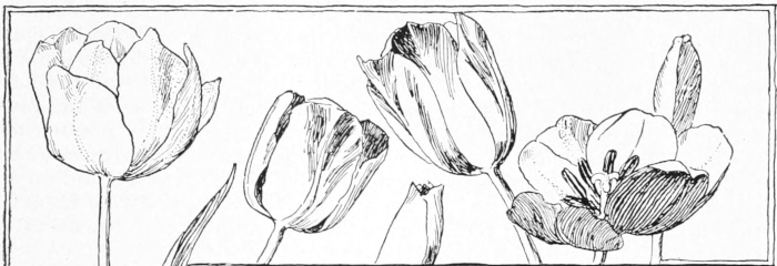Tulip border