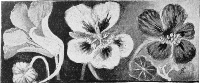 Nasturtium