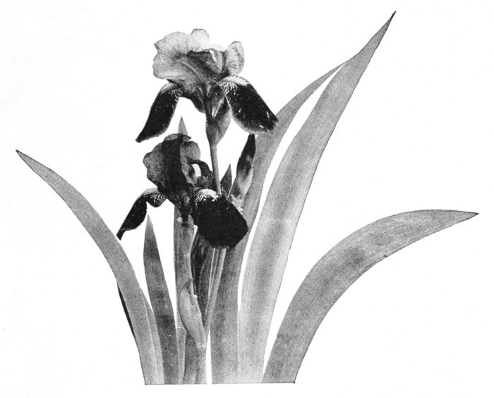 Iris