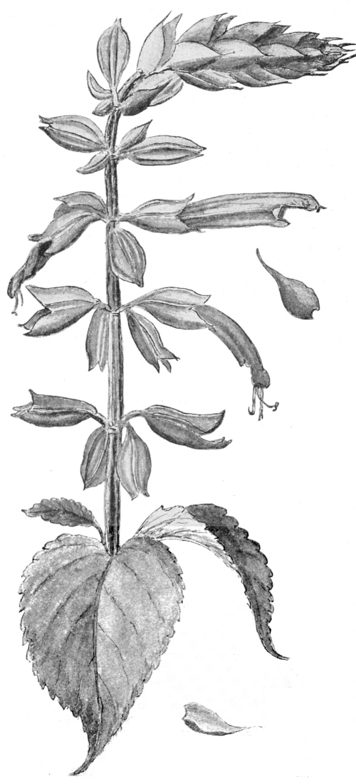 Salvia