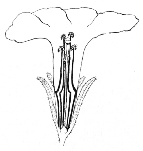 Petunia blossom