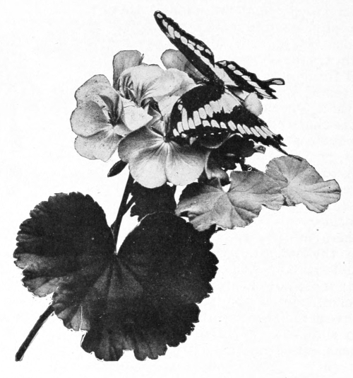 Geranium