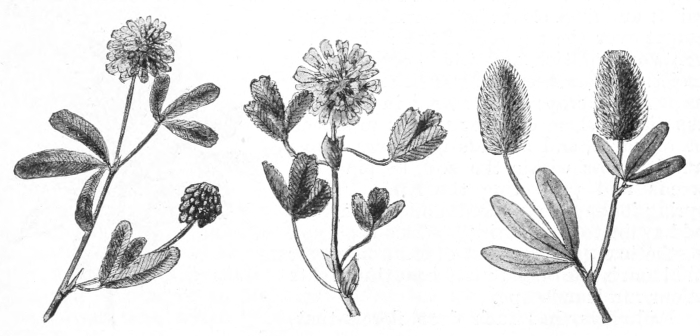 Three clovers