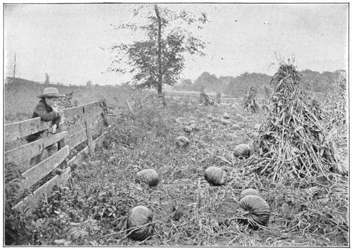 Frost on pumpkins