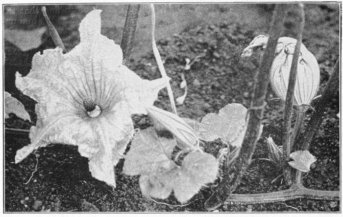 Pumpkin blossom