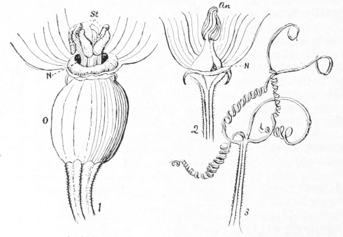 pistillate blossom