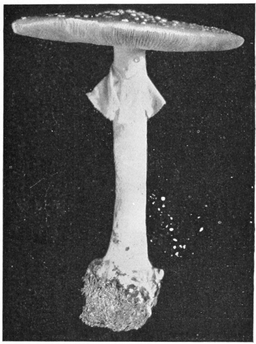 Dark Amanita