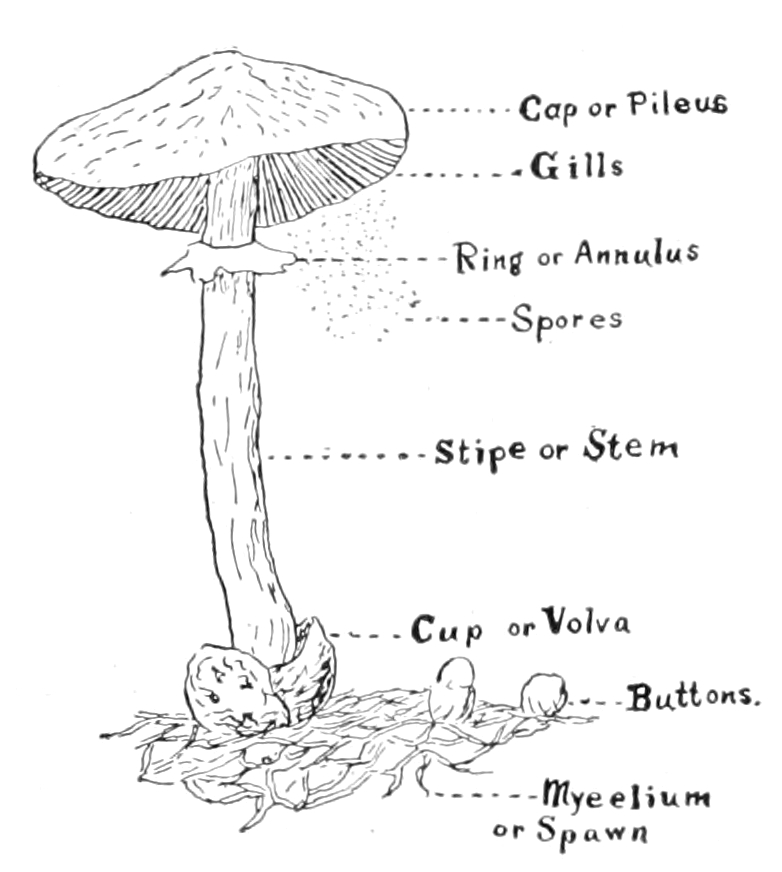 Mushroom parts