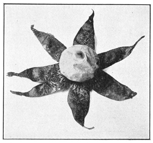 Earth-star