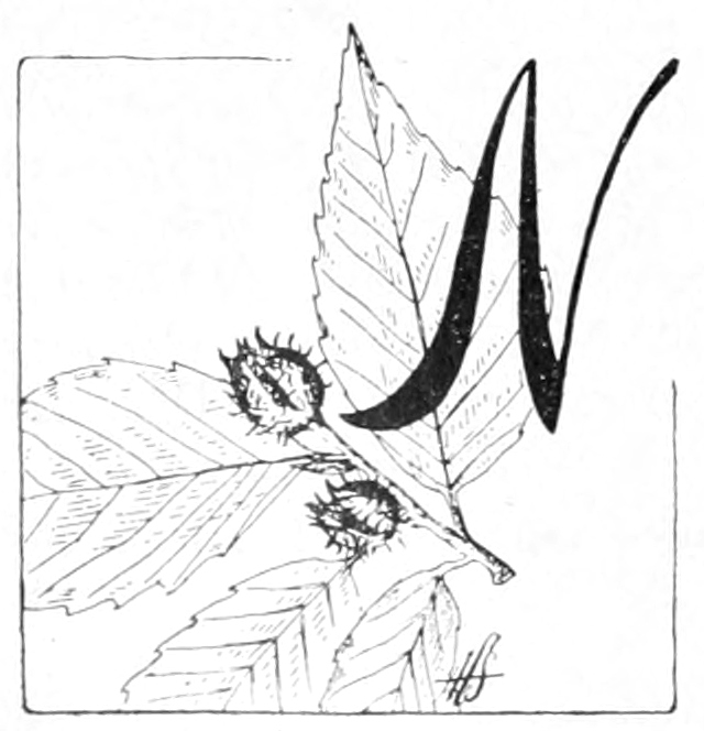N
