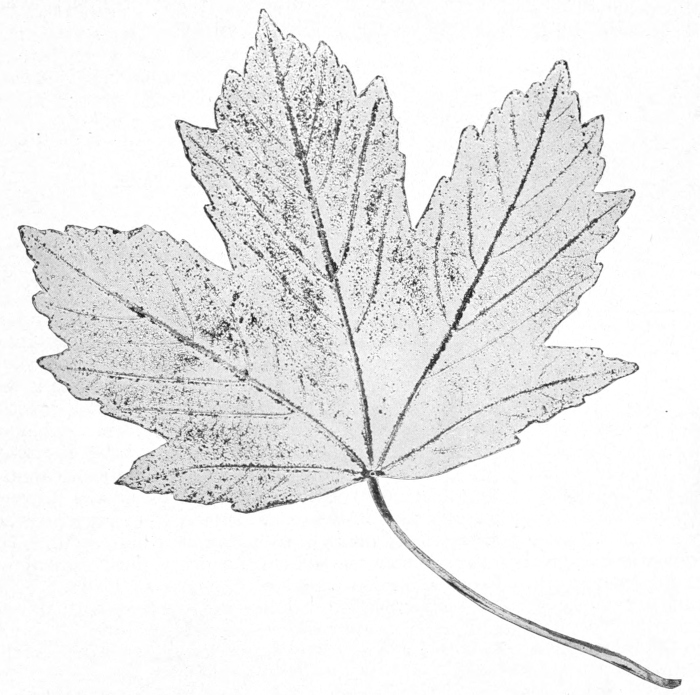 Sycamore leaf print