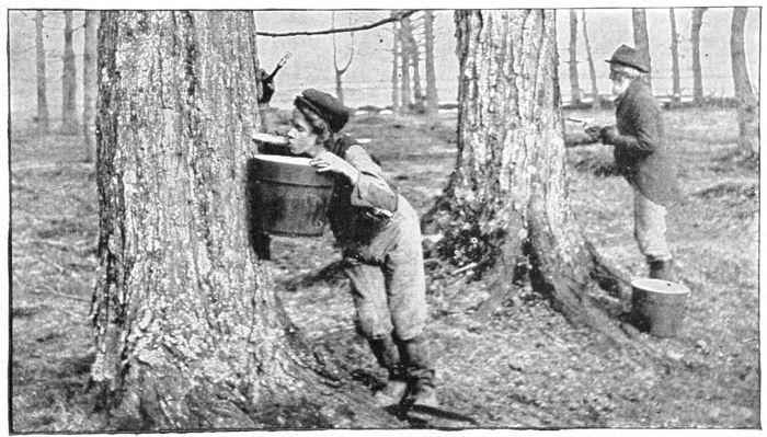 Tasting maple sap