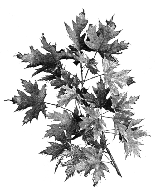 Silver maple leaves