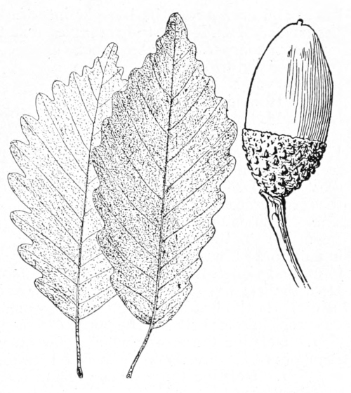 Chestnut oak leaves