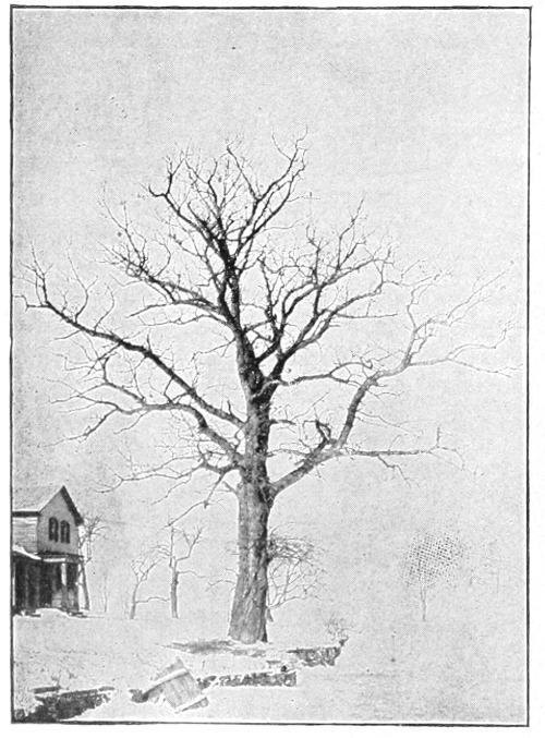 Red oak in winter