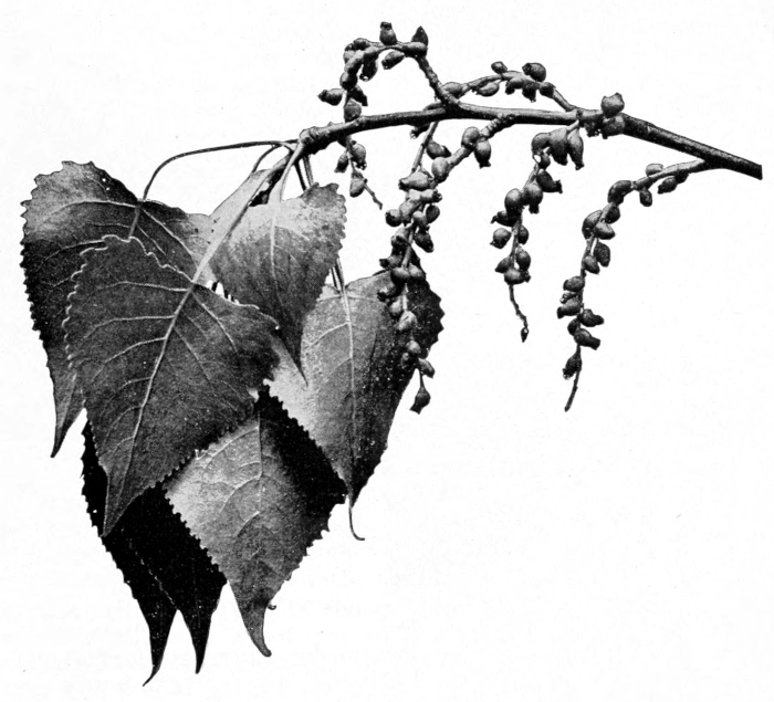 Cottonwood fruit