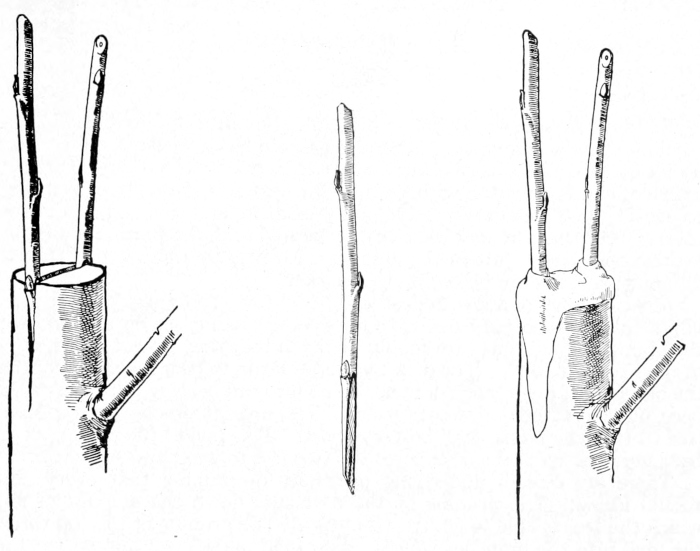 Grafts