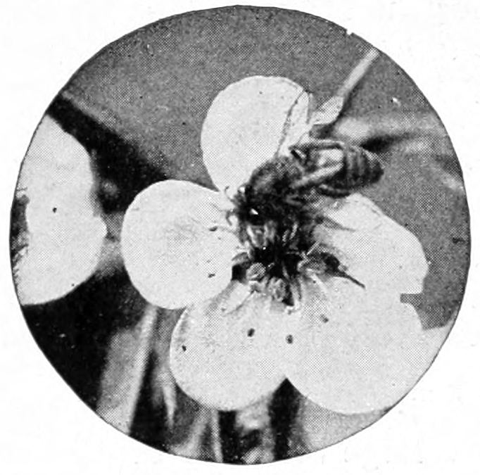 Apple flower