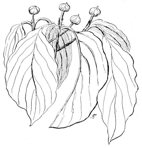 Dogwood buds