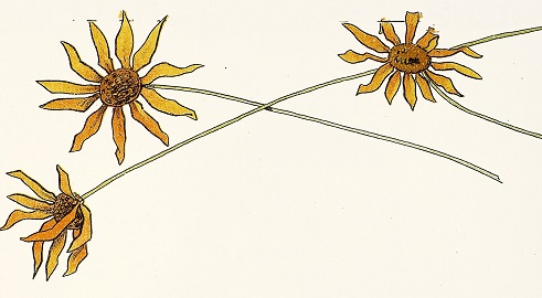 Long stemmed yellow daisies