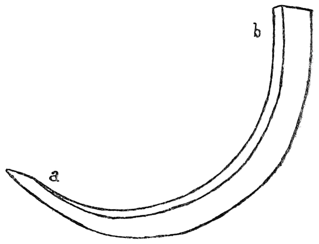 Fig. 27. Boar’s tusk, used as a spokeshave