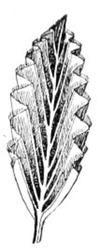 Fig. 160.—A partly expanded leaf of beech, showing plicate-conduplicate vernation.