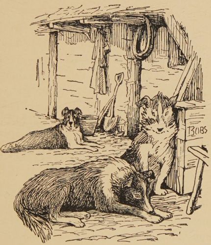 Farm dogs, Roy, Bob and Matt.