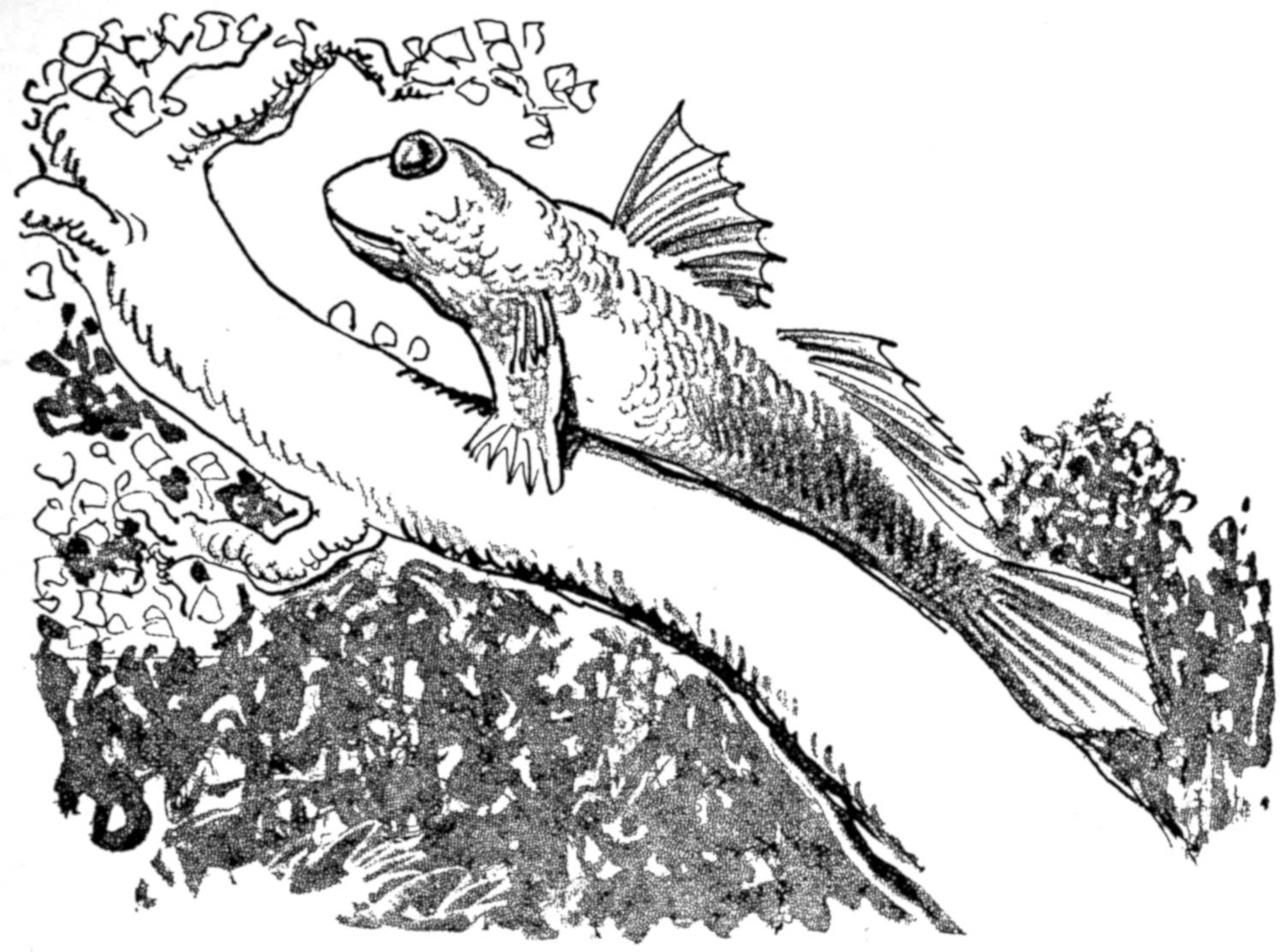 Fish climbing in tree