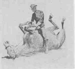 24 a Tame Horse