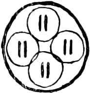 Abbildung von       Eimeridae
