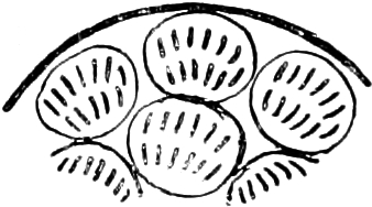 Abbildung von       Caryotrophidae