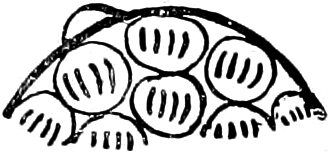 Abbildung von       Adeleidae, zweite Variante