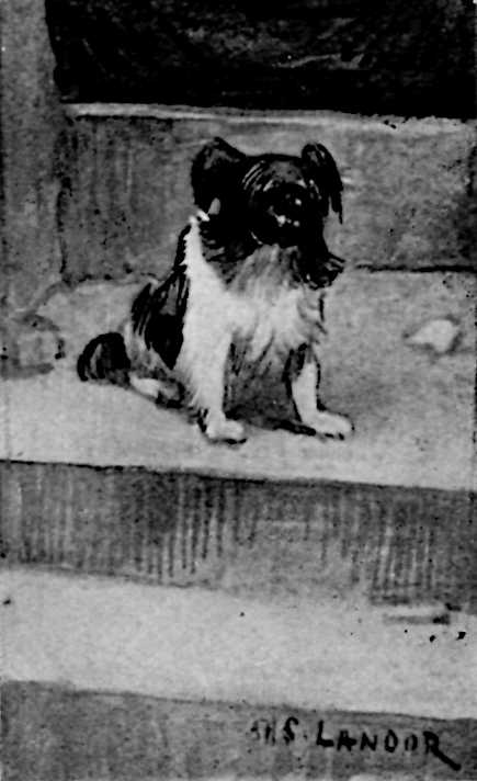 A Pekingese dog on a step