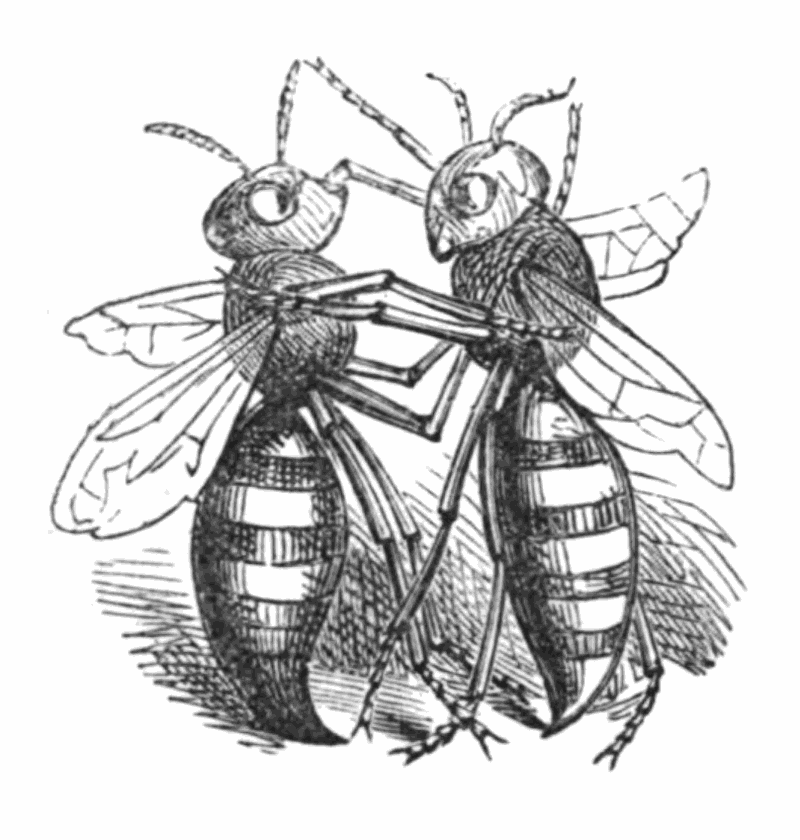 two wasps fighting