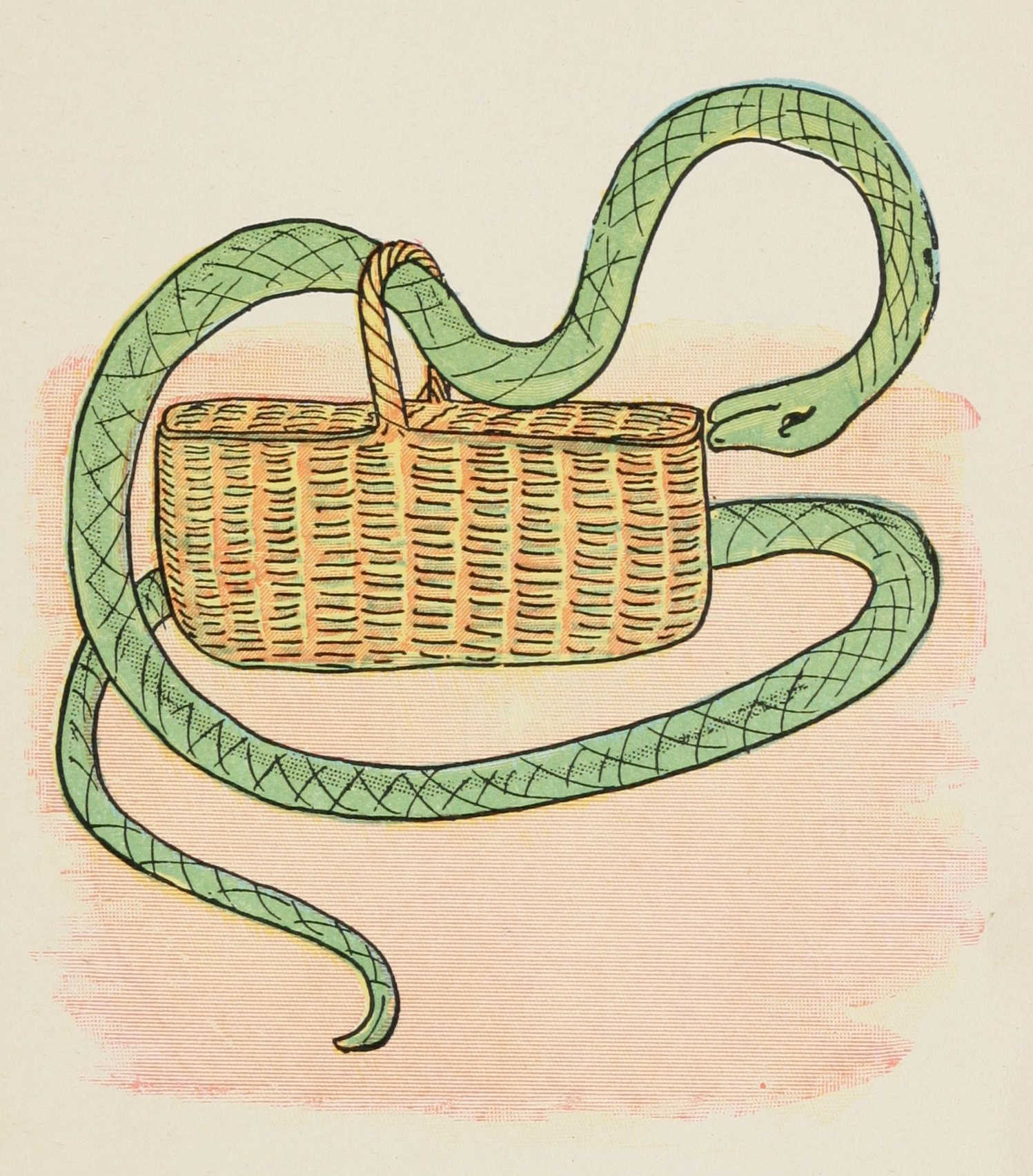 The snake tries to open the lid of the basket case.